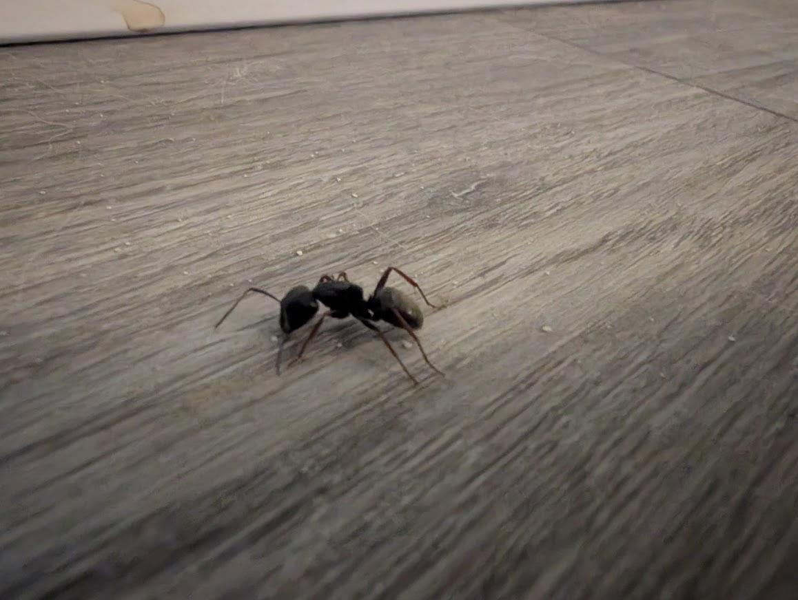 Black carpenter ant on a wood-look floor in a Bellingham home