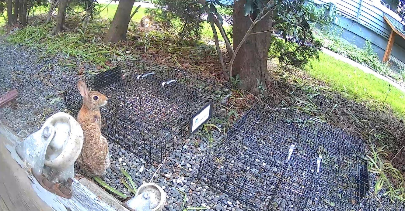 Rabbit sitting beside squirrel live traps in a yard in downtown Bellingham