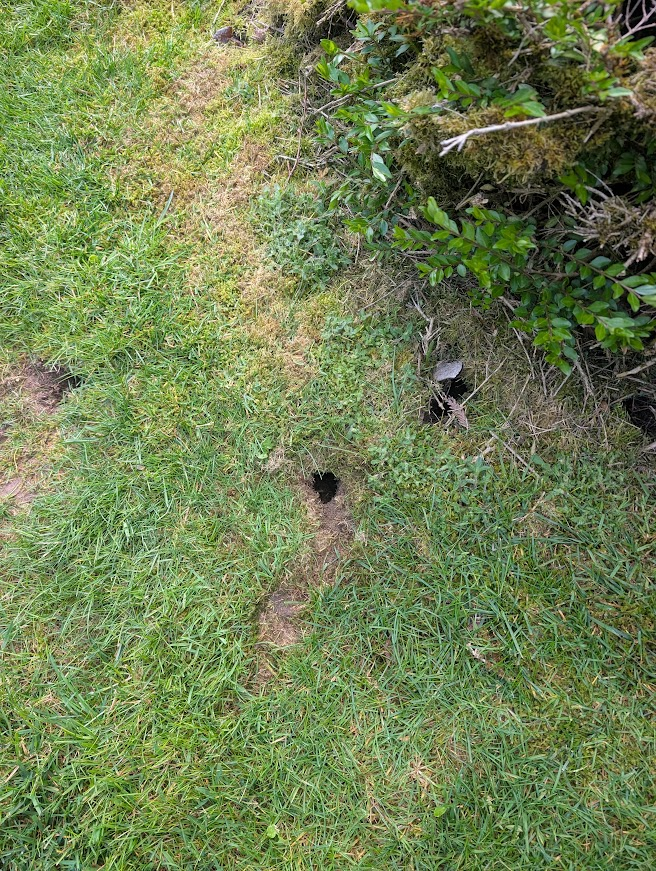 Vole entrance holes in a lawn beside a hedge near Lake Whatcom, Bellingham