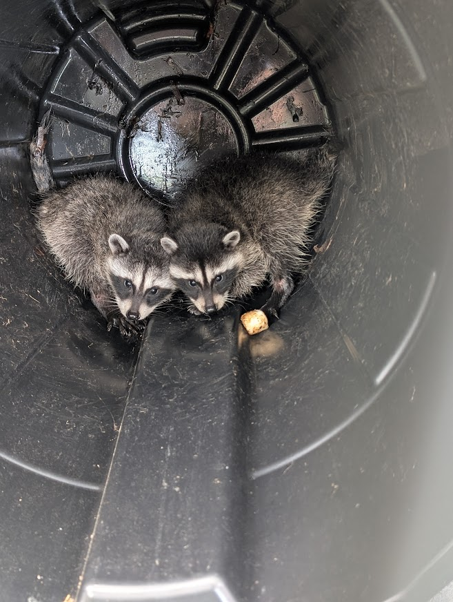 Two baby raccoons huddled together after being removed from a crawlspace