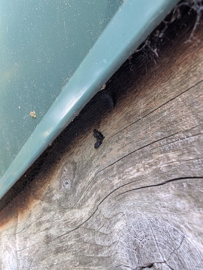Bat droppings on wood under the metal roofline of an Eliza Island cabin