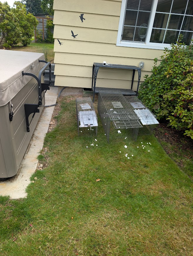 Multiple raccoon live traps baited with marshmallows next to a hot tub, with a monitoring camera, at a Fairhaven home in Bellingham