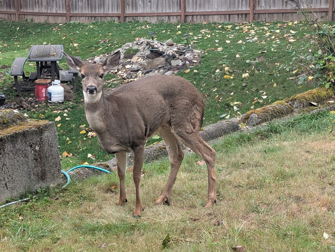 Black-tailed deer standing in a fenced Whatcom County backyard in the fall