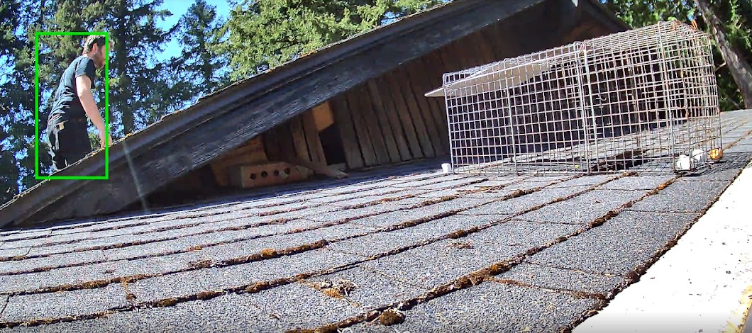 Live trap set on a roof next to the raccoons' attic entry point, with Gavin working nearby