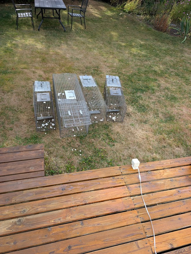 Several baited live traps set on a backyard lawn in the Lettered Streets and Columbia neighborhood of Bellingham