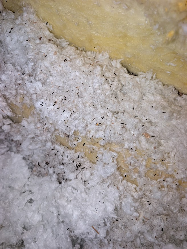 Leftover bat guano on attic insulation in a Sudden Valley home