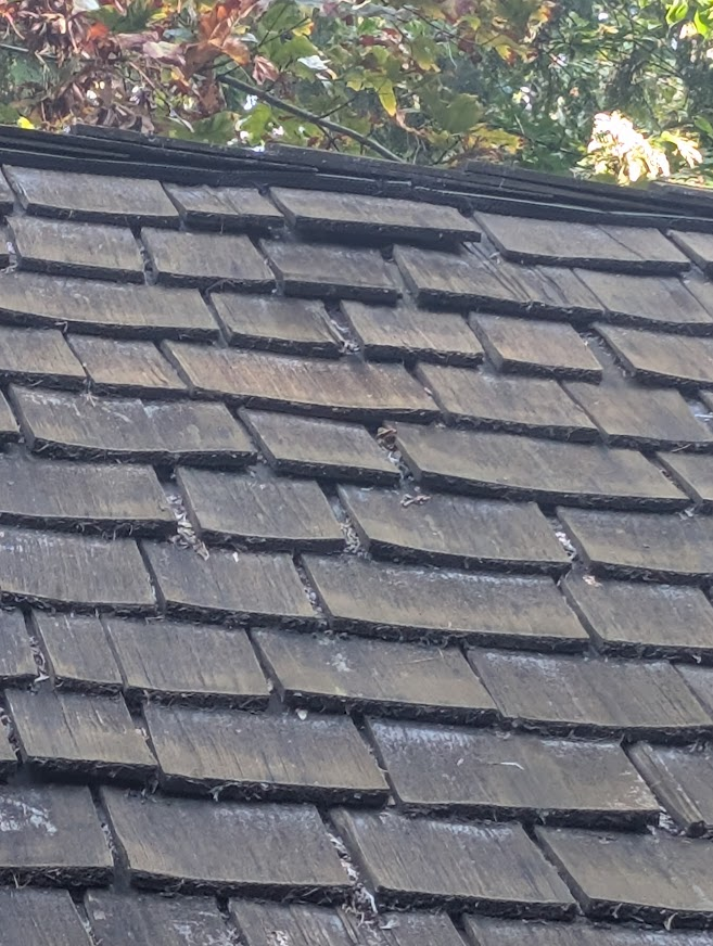Weathered wood shingle roof in Everson, East Whatcom County, where bats were roosting