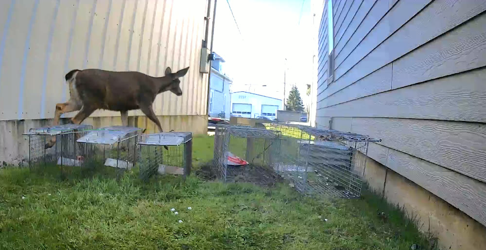 Deer stepping over a row of live traps blocking a narrow gap between two buildings in downtown Bellingham