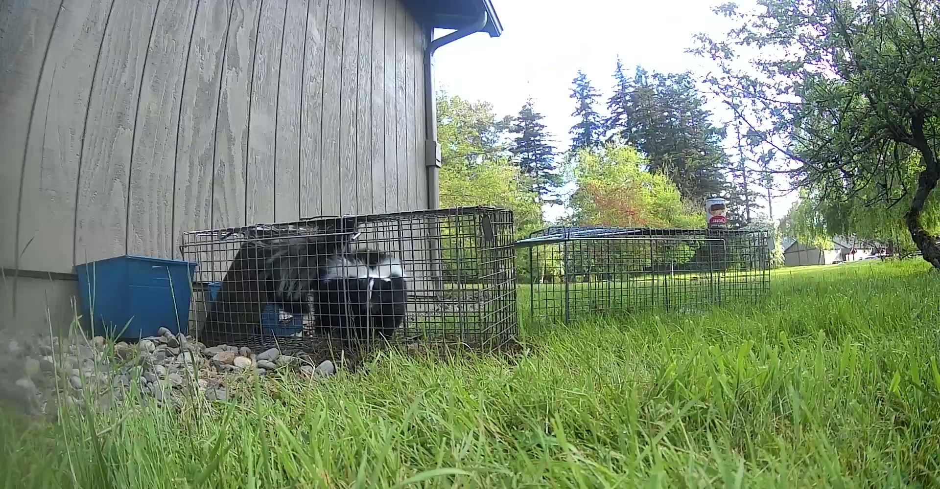 A caught skunk in a live trap being covered with a sheet to keep it calm before removal