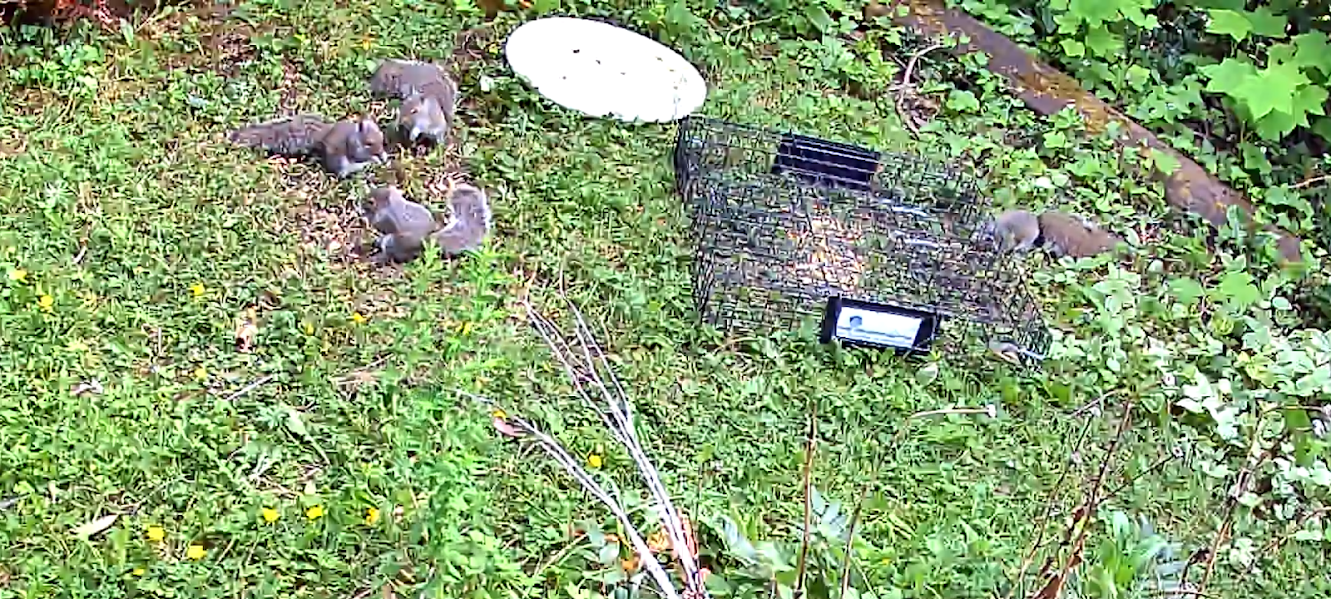 Five gray squirrels eating seeds on a lawn next to a multi-catch squirrel trap in South Bellingham