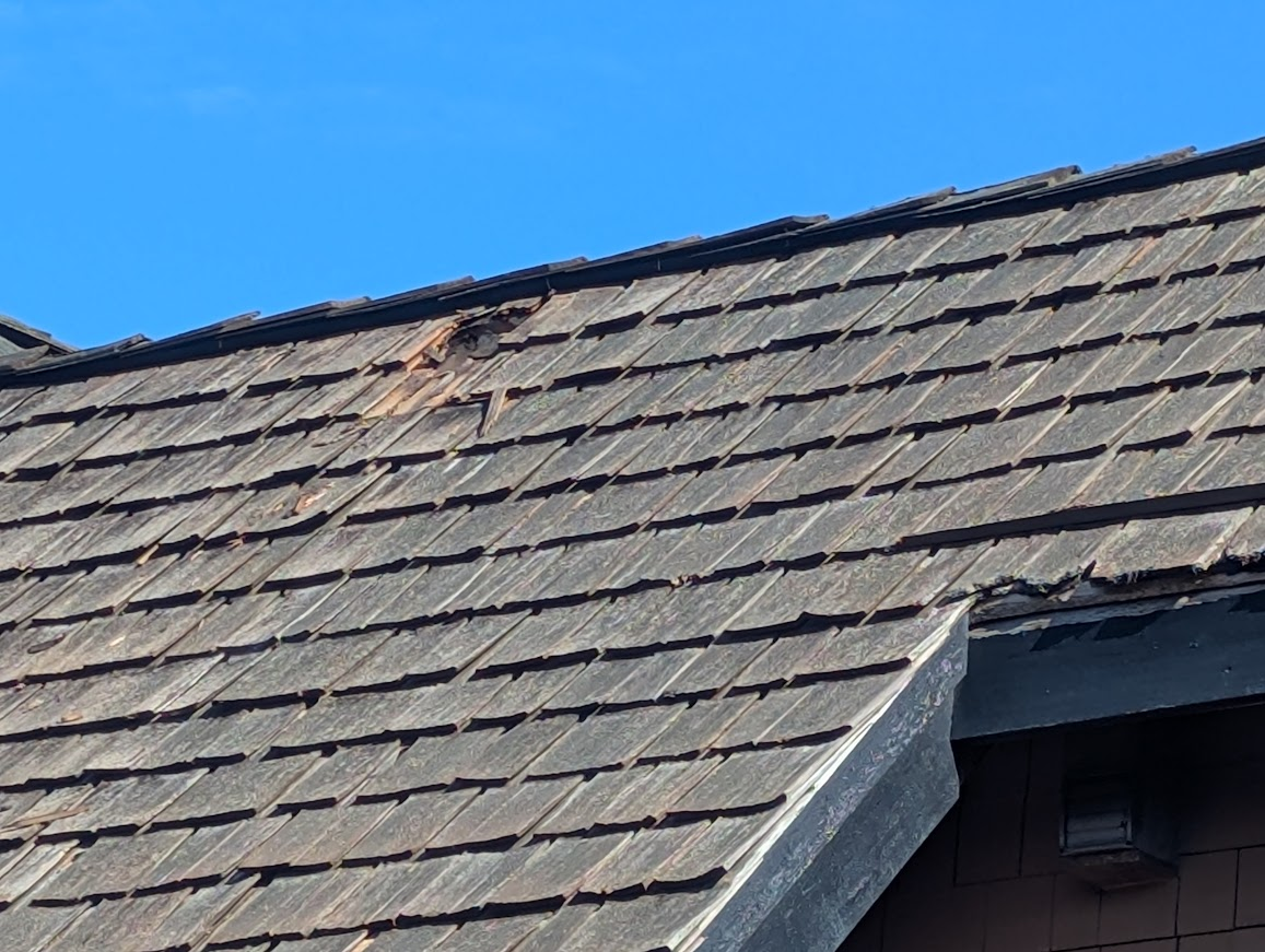 Close-up of the hole and damaged wood shingles in the roof caused by the raccoon squatter