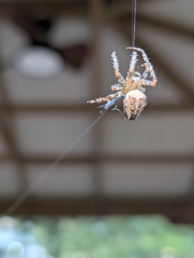 Close-up of an orb weaver spider on its web line in North Whatcom County