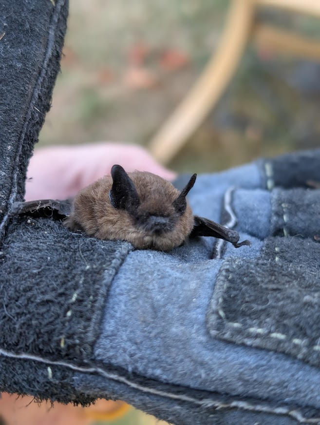 Small brown bat held in a gloved hand on Eliza Island