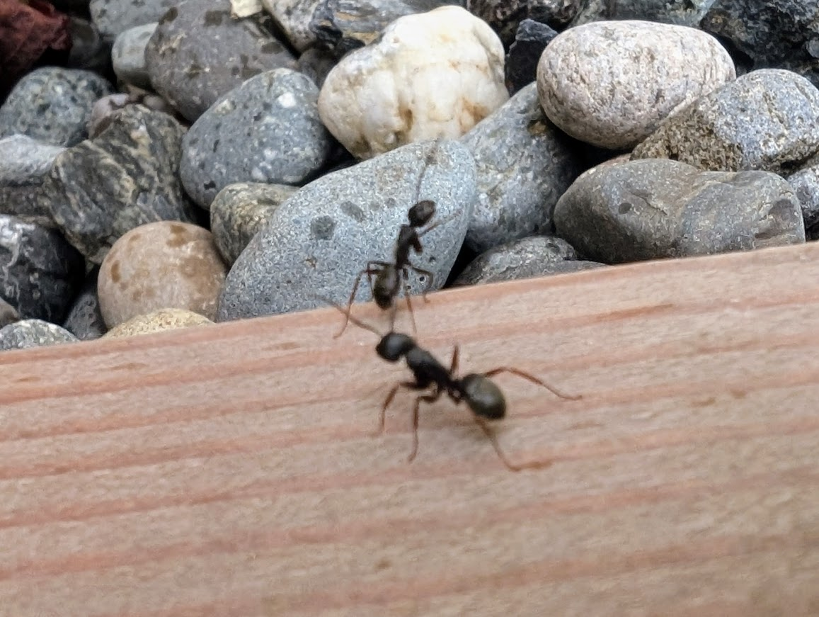 Two carpenter ants on the edge of a wood border next to river rock at dusk