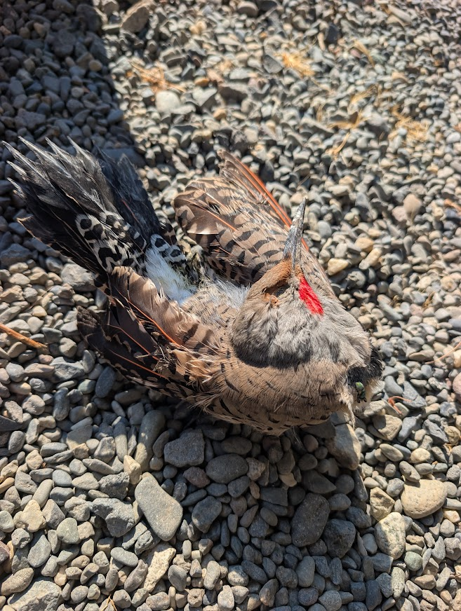 Northern flicker woodpecker pulled from a wall cavity near Lakeway Drive, Bellingham