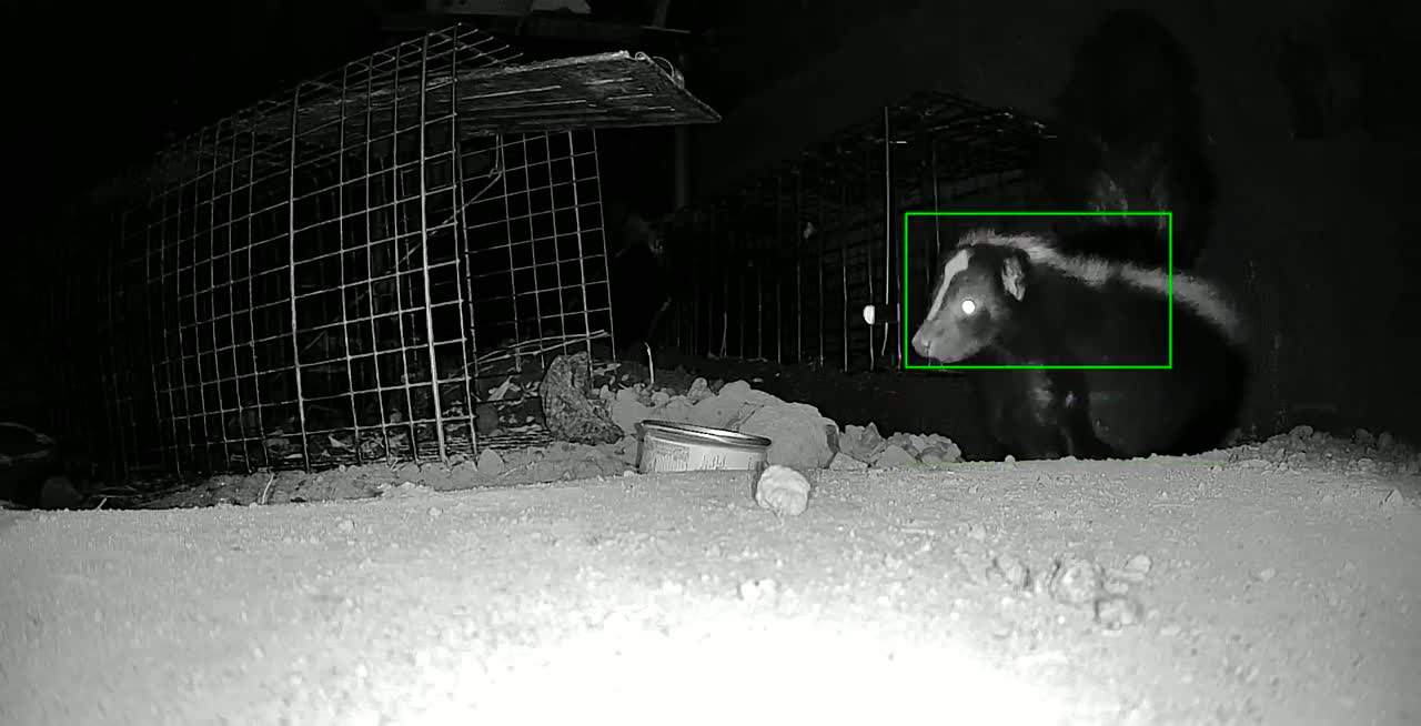 Night-vision trap camera at a skunk den beneath a concrete patio in Bellingham's Birchwood neighborhood