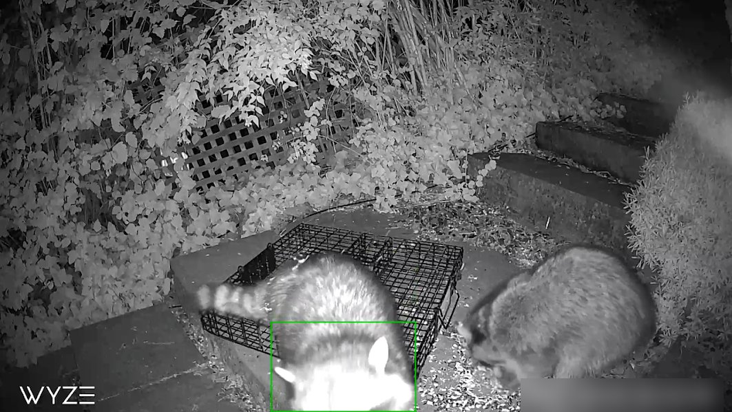 Two raccoons eating bait next to a squirrel trap, seen on a night camera
