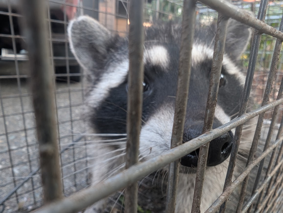 Close-up of a raccoon's face looking through a live trap in Lynden