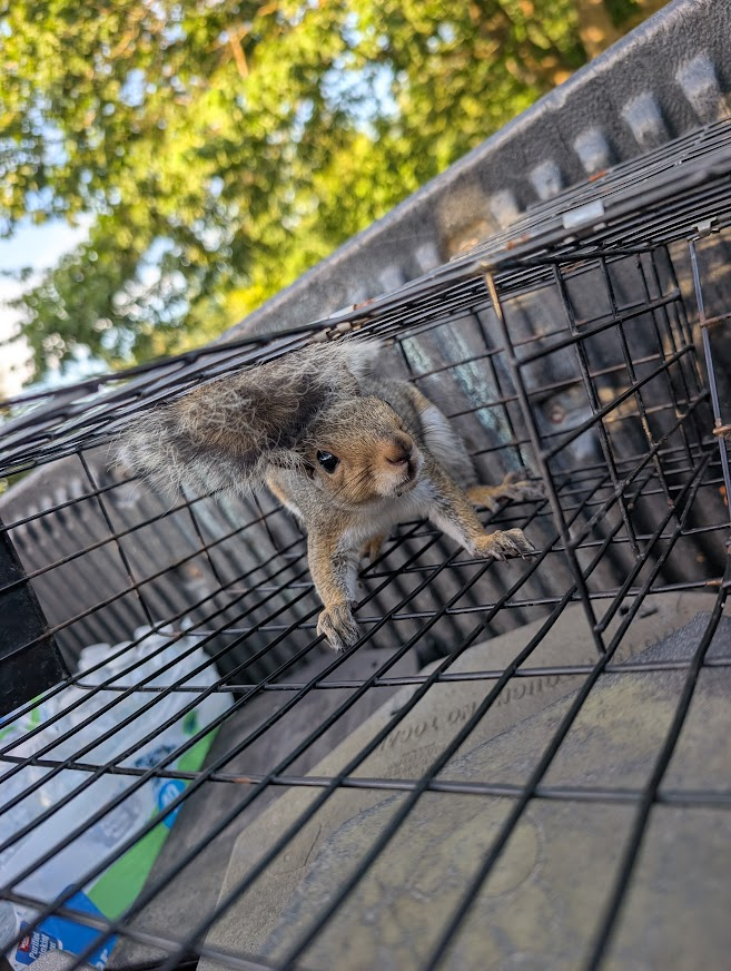 Gray squirrel peeking out from inside a multi-catch squirrel trap