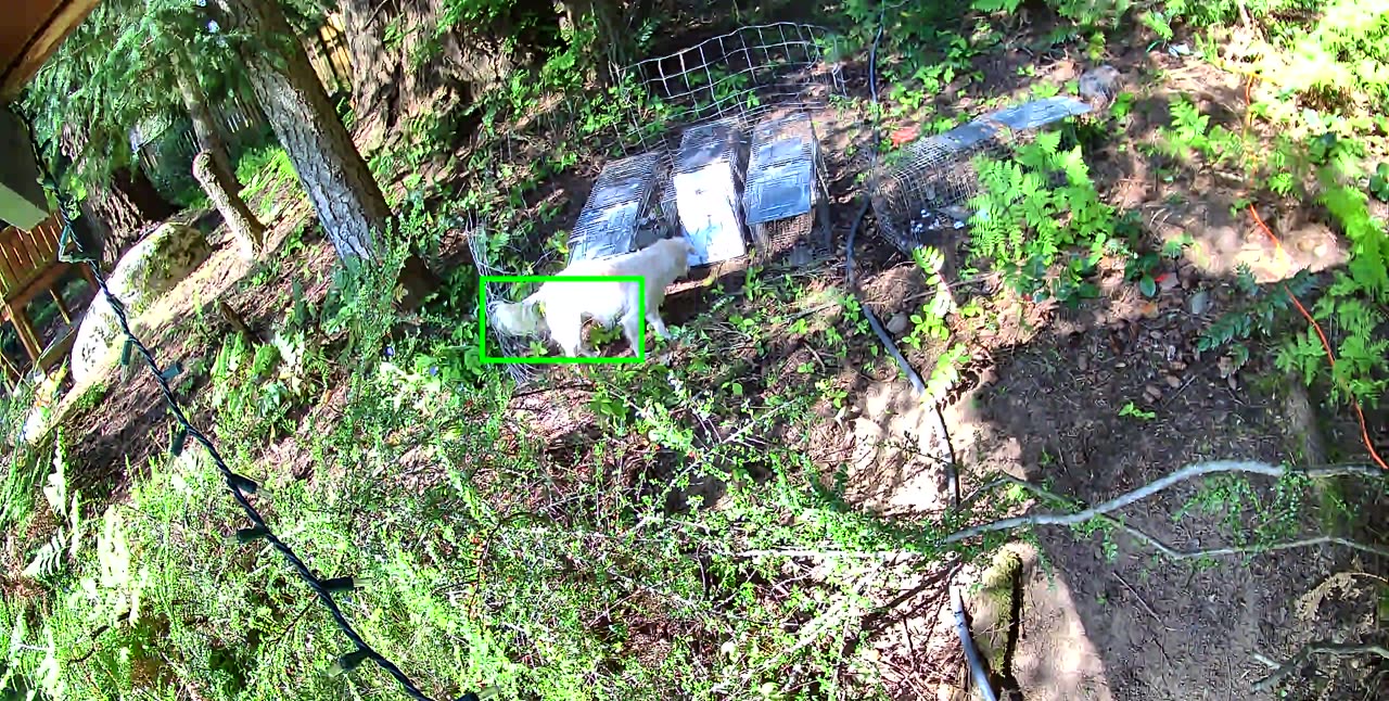 A white dog sniffing around live traps on a wooded property, caught on the trap camera
