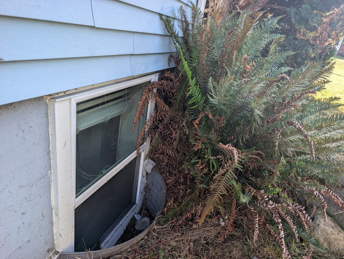 Overgrown fern covering a basement window well against a Bellingham home off Lakeway Drive, giving rodents cover