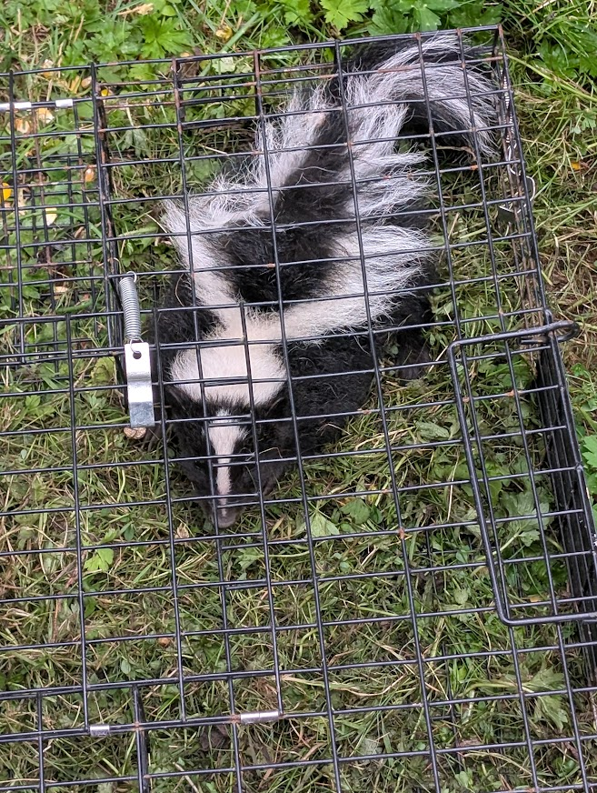 Baby skunk inside a squirrel trap in the Alderwood neighborhood of Bellingham