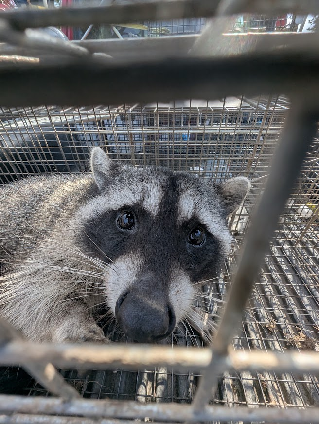 Innocent-looking raccoon caught in a professional live trap after taking over a squirrel den in a roof