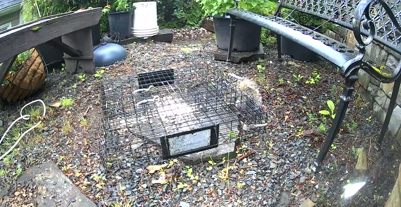 Squirrel next to a live trap baited with sunflower seeds on South Hill in Bellingham