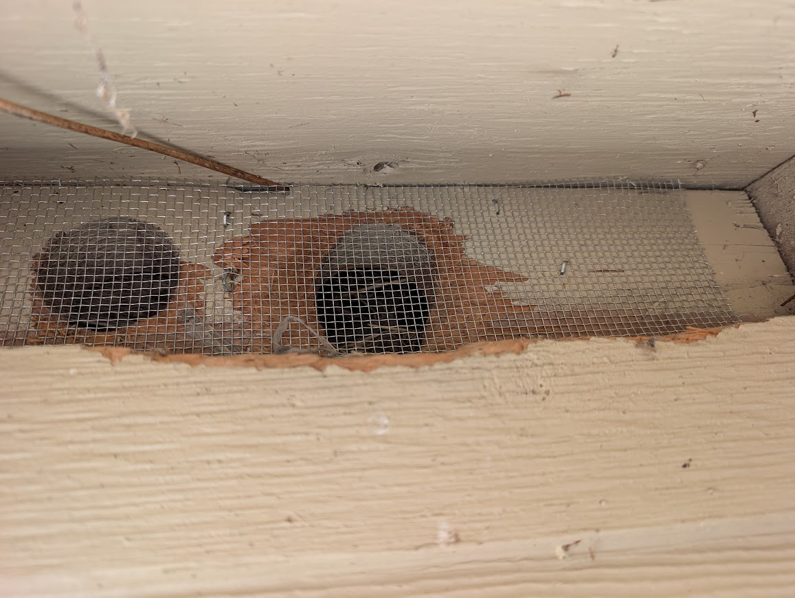 Same attic vent repaired with sturdy screening fastened over the chewed area to keep squirrels and birds out