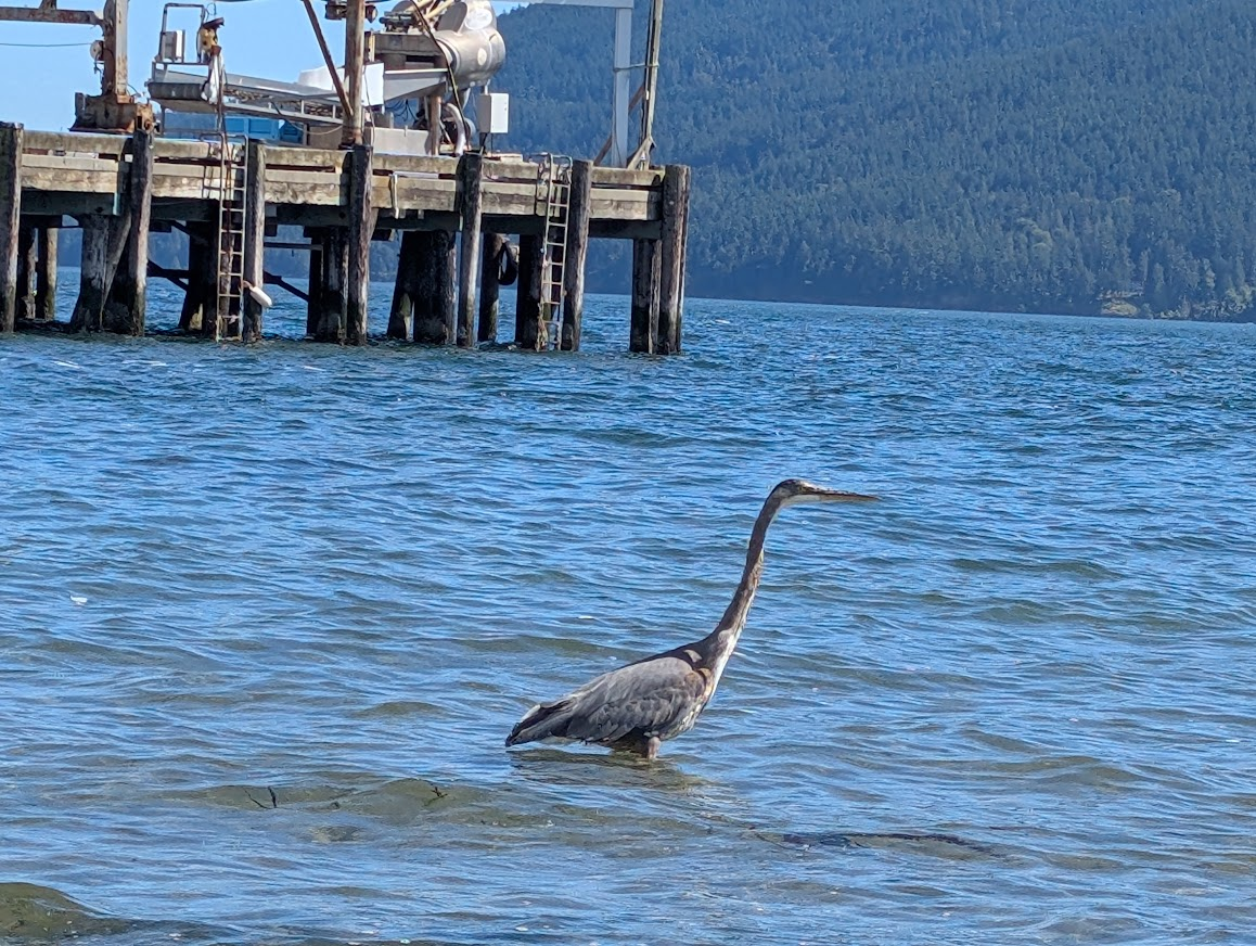 Great blue heron wading in the water near a wooden dock out by Lummi Island with forested hills behind