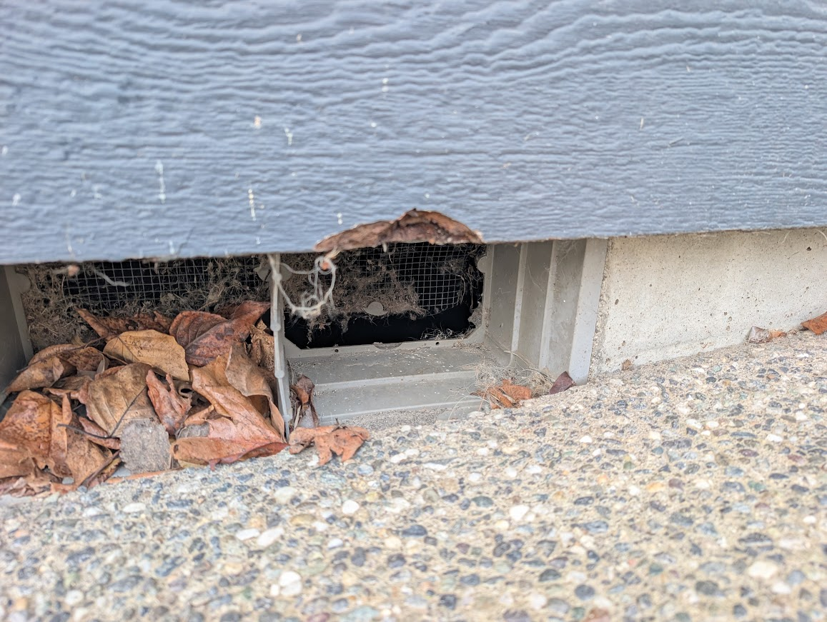 Crawl space vent with a torn, bent screen and nesting material pushed through, North Bellingham
